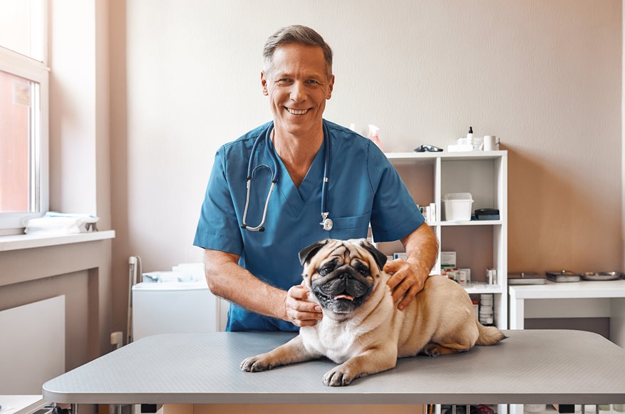 Male veterinarian smiling while holding a dog at his clinic. 