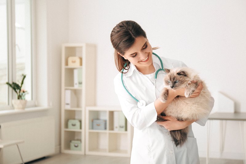 Woman veterinarian holding a cat during a check-up appointment.